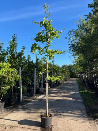2x Japanse notenboom, Ginkgo Biloba, loofboom, gele herfstkleur, ca. 3