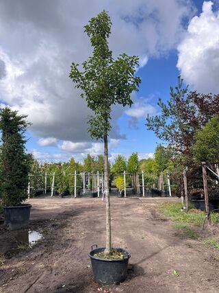 2x Sierpeer, Pyrus ‘Chanticleer’, bloesemboom, witte bloesem, ca. 4-5