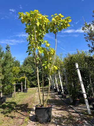 Trompetboom, Catalpa Bignoniodes, meerstammig, ca. 250-300 cm hoog