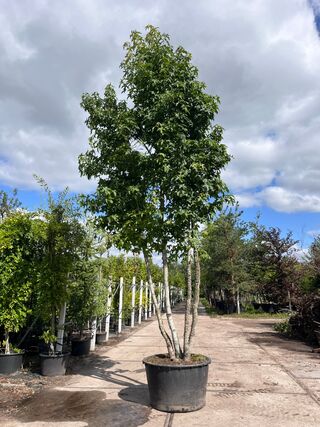 Amberboom, Liquidambar Styraciflua, meerstammig, herfstverkleuring, ca