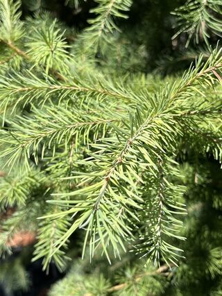 Hybride lork, Larix Marschlinsii, geveerd, blauwgroen, ca. 3 m hoog