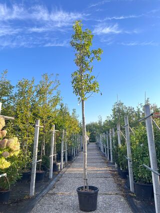 Amberboom, Liquidambar ‘Worplesdon’, hoogstam, herfstverkleuring, ca.