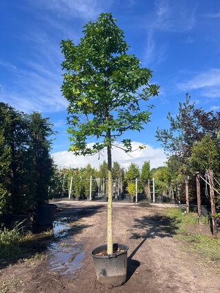 Ca. 10x Amberboom, Liquidambar Styraciflua, laanboom, Herfstverkleurin