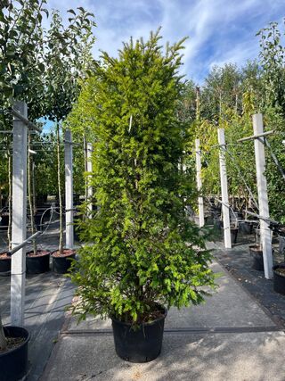 6x Venijnboom, Taxus Baccata, haagplant, wintergroen, ca. 175-225 cm h