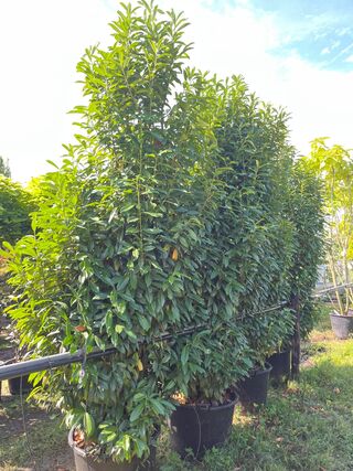 2x Laurierkers, Prunus ‘Genolia’, haagplant, wintergroen, ca. 300 cm h