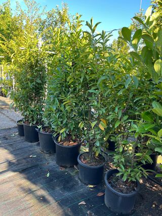 6x Laurierkers, Prunus ‘Novita’, haagplant, wintergroen, ca. 100-150 c
