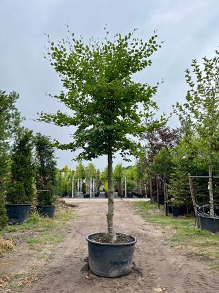 Beuk, Fagus Sylvatica, hoogstam, groenbladig, ca. 5 m hoog
