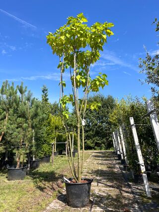 Trompetboom, Catalpa Bignoniodes, meerstammig, ca. 250-300 cm hoog