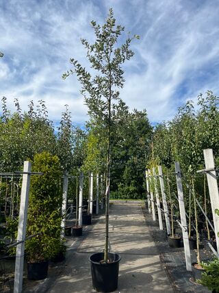 3x Steeneik, Quercus Ilex, hoogstam, wintergroen, ca. 3.5 m hoog
