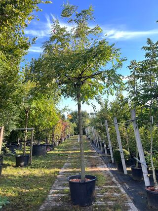2x Rode acacia, Robinia ‘Casque Rouge’, dakboom, rozerode bloei, ca. 2