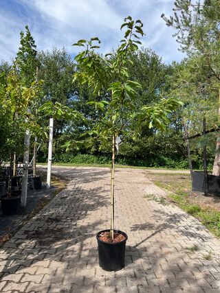 2x Kersenboom, Prunus ‘Kordia’, fruitgaardboom, vruchtdragend, ca. 2-2