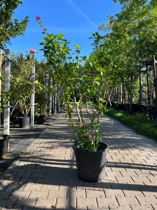 2x Altheastruik, Hibiscus ‘Woodbridge’, sierheester, roze bloei, ca. 1