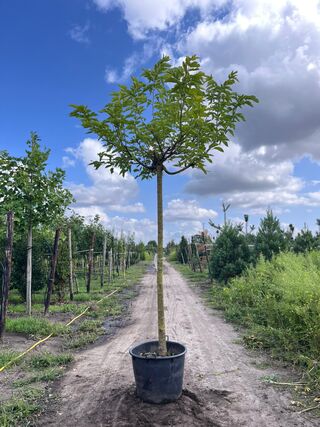 2x Witte moerbei, Morus ‘Fruitless’, dakvorm, ca. 220 cm stamhoogte