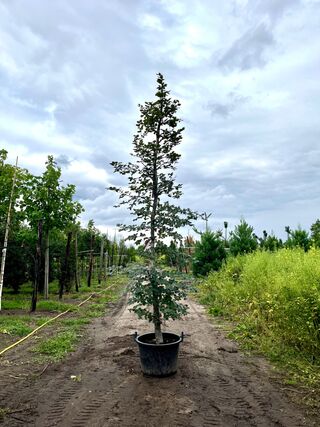 4x Rode beuk, Fagus ‘Atropunicea’, geveerd, roodbladig, ca. 4-5 m hoog