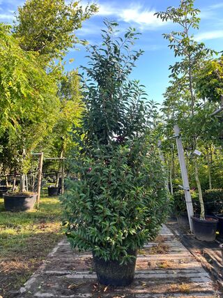 5x Portugese laurier, Prunus ‘Angustifolia’, haagplant, wintergroen, c