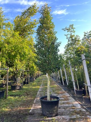 Portugese laurier, Prunus ‘Angustifolia’, solitair, wintergroen, ca. 3