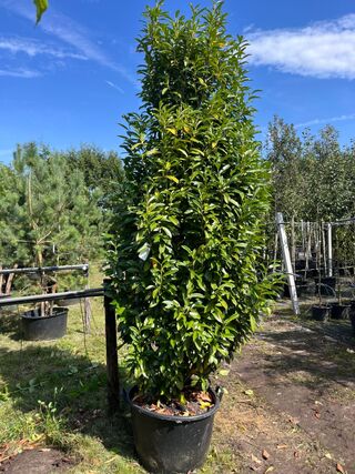 3x Laurierkers, Prunus ‘Genolia’, haagplant, wintergroen, ca. 300 cm h