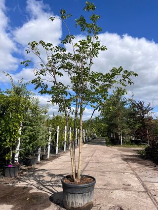 Amurkurkboom, Phellodendron Amurense, meerstammig, ca. 4 m hoog