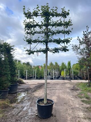4x Winterlinde, Tilia Cordata, leiboom, ca. 200 cm stamhoogte