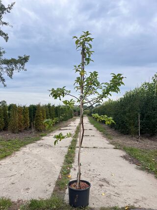 4x Sierappel, Malus ‘Red Sentinel’, bloesemboom, rode sierappeltjes, c