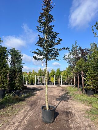 4x Rode beuk, Fagus ‘Atropunicea’, hoogstam, roodbladig, ca. 5 m hoog