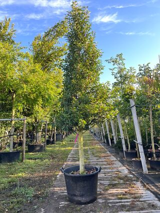 2x Portugese laurier, Prunus ‘Angustifolia’, solitair, wintergroen, ca