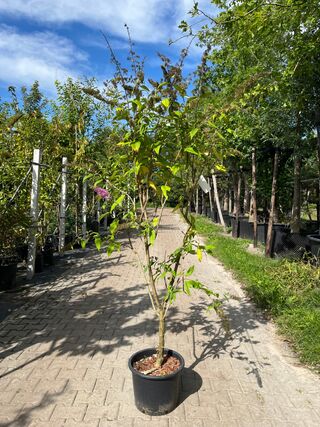 3x Vlinderstruik, Buddleja ‘Border Beauty’, sierheester, roze/paarse b