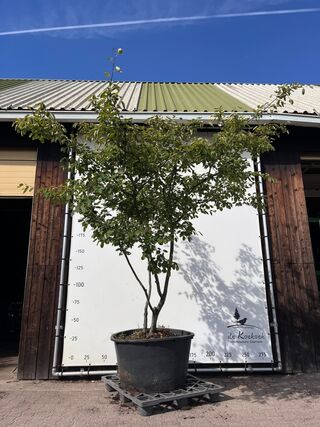 9x Krentenboompje, Amelanchier Lamarckii, meerstammig, witte bloesem,