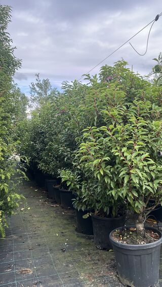 Ca. 20x Portugese laurier, Prunus Lusitanica, haagplant, wintergroen,