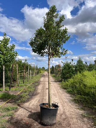 4x Portugese laurier, Prunus ‘Angustifolia’, leigeschikt, wintergroen,
