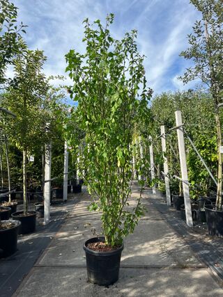 3x Altheastruik, Hibiscus ‘Lady Stanley’, sierheester, roze bloei, ca.