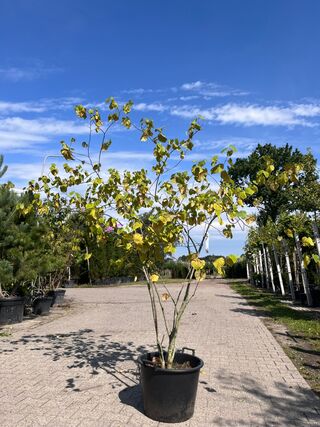 3x Sierstruik, Cercis Canadensis, E.a., sierheester, bloei/herfstverkl