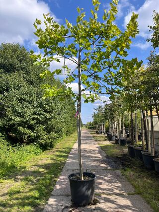 2x Plataan, Platanus Hispanica, leiboom, ca. 180 cm stamhoogte