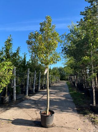4x Portugese laurier, Prunus Lusitanica, hoogstam, wintergroen, ca. 3-