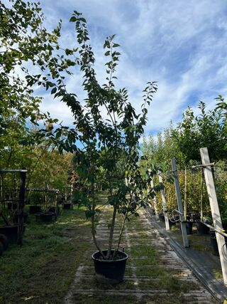 2x Japanse sierkers, Prunus S. ‘Kanzan’, meerstammig, dieproze bloei,