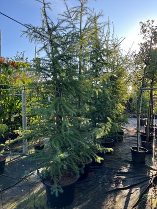 3x Hybride lork, Larix Marschlinsii, geveerd, blauwgroen, ca. 3 m hoog