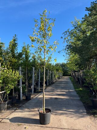 3x Laurierkers, Prunus ‘Novita’, leigeschikt, wintergroen, ca. 3-3.5 m