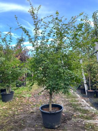 2x Japanse esdoorn, Acer Palmatum, meerstammig, rode herfstkleur, ca.