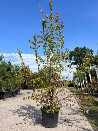 3x Sierstruik, Forsythia Intermedia, E.a., sierheester, bloei/herfstve
