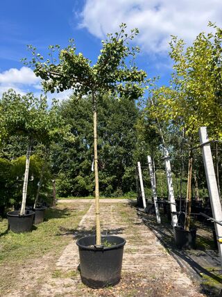 2x Japanse notenboom, Ginkgo Biloba, dakboom, gele herfstkleur, ca. 22