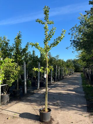 5x Japanse notenboom, Ginkgo Biloba, loofboom, gele herfstkleur, ca. 3