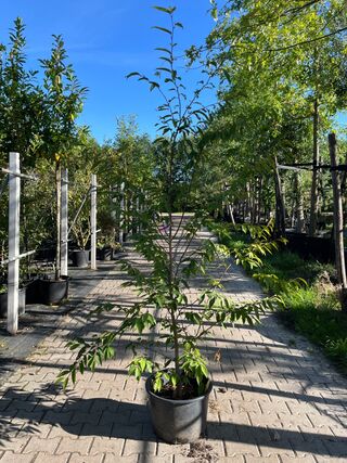 3x Japanse haagbeuk, Carpinus Japonica, sierheester, ca 200 cm hoog