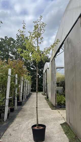 5x Pruimenboom, Prunus ‘Hauszwetsche’, fruitgaardboom, vruchtdragend,
