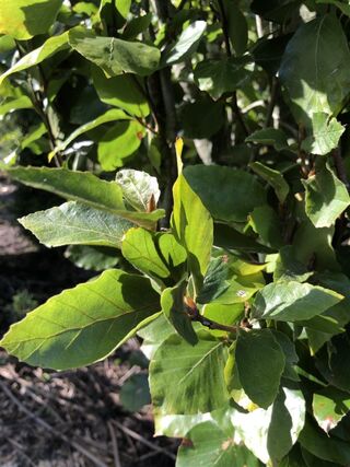 Zuilbeuk, Fagus ‘Dawyck ‘, zuilvorm, ca. 6-7 m hoog