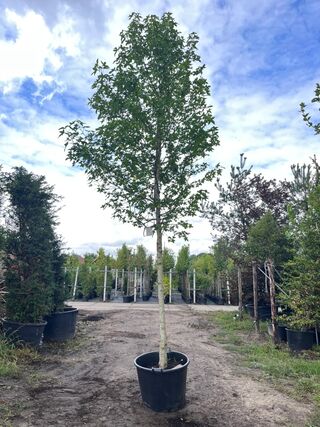 2x Amberboom, Liquidambar Styraciflua, hoogstam, herfstverkleuring, ca