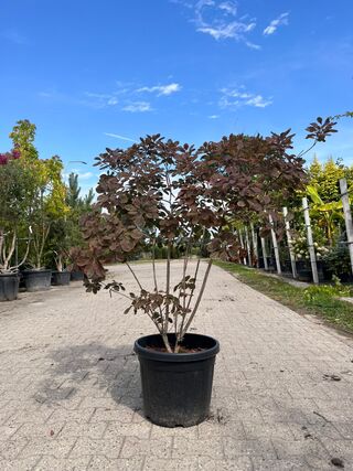3x Sierstruik, Cotinus Cog. ‘Royal Purple’ E.a., sierheester, bloei/he