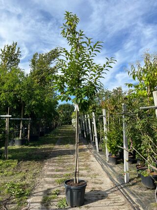 2x Tamme kastanje, Castanea Sativa, vruchtboom, vruchtdragend, ca. 3-3