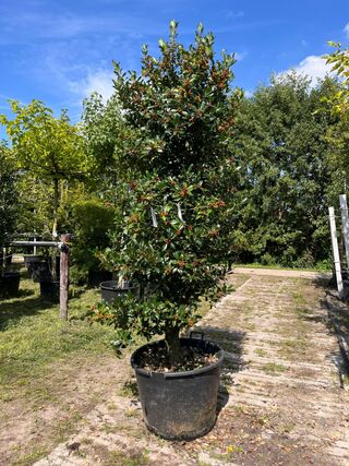 2x Hulst, Ilex ‘Limsi’, solitair, wintergroen, ca. 200-225 cm hoog