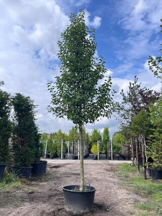 2x Sierpeer, Pyrus ‘Chanticleer’, bloesemboom, witte bloesem, ca. 5 m
