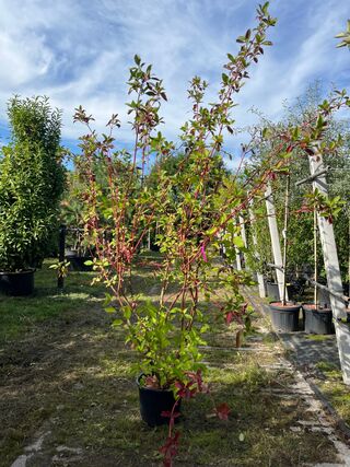 2x Witte kornoelje, Cornus ‘Sibrica’, sierheester, rode takken, ca. 17